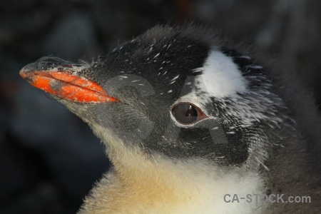 Antarctica head petermann island animal beak.