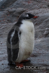 Antarctica penguin cruise south pole rock.