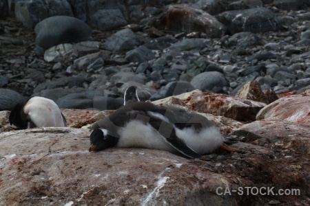 Antarctica penguin wilhelm archipelago chick animal.