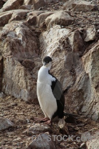 Antarctica rock bird wilhelm archipelago petermann island.