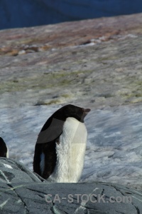 Antarctica wilhelm archipelago adelie chick ice.