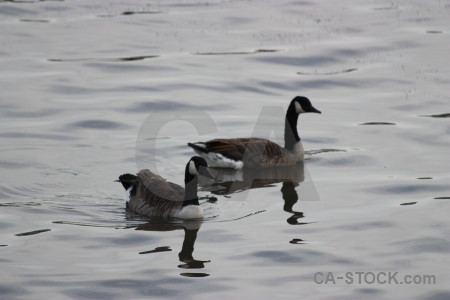 Aquatic animal bird water pond.