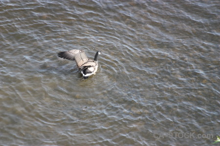 Aquatic animal water pond bird.
