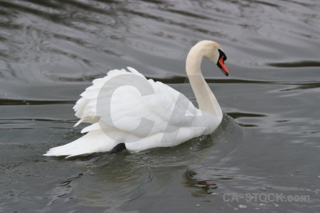 Aquatic bird animal pond swan.