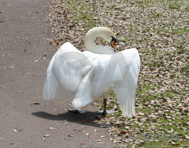 Aquatic bird animal swan wing.