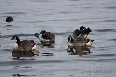 Aquatic bird animal water pond.