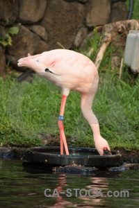 Aquatic bird pond flamingo animal.