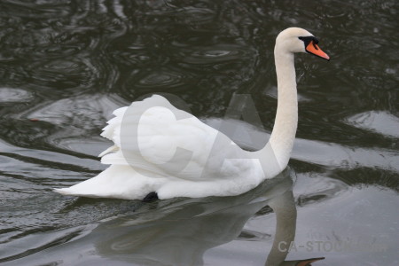 Aquatic bird pond swan animal.