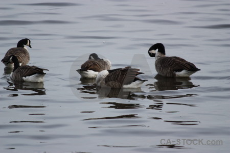 Aquatic pond animal water bird.