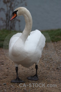 Aquatic swan water pond bird.