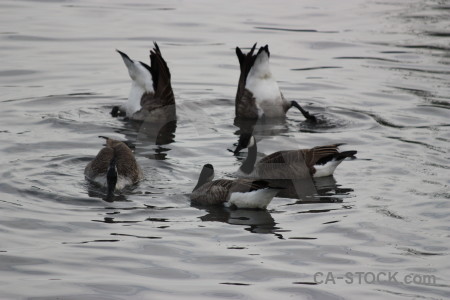 Aquatic water bird pond animal.