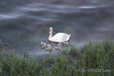 Aquatic water pond bird animal.