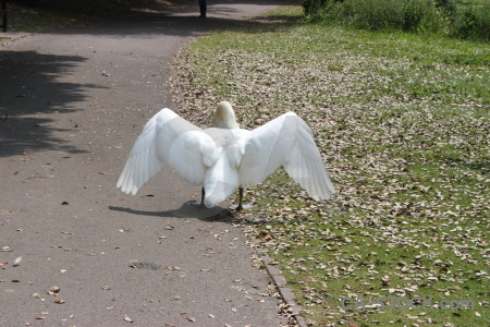 Aquatic wing swan animal bird.