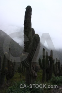 Argentina cactus south america salta tour fog.