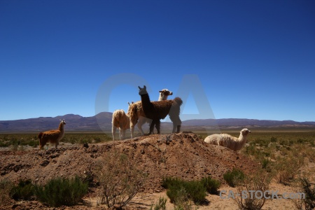 Argentina landscape south america mound animal.