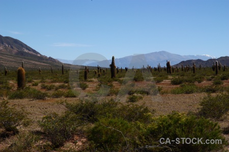 Argentina mountain south america cactus plant.