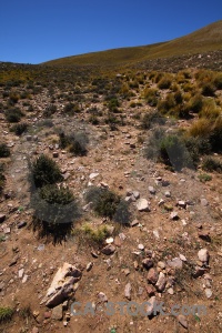 Argentina south america mountain grass bush.