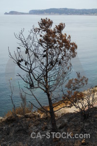 Ash burnt montgo fire europe tree.