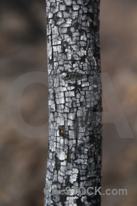 Ash burnt spain chared texture.