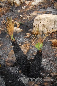Ash burnt spain plant europe.