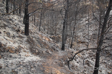 Ash tree burnt spain montgo fire.