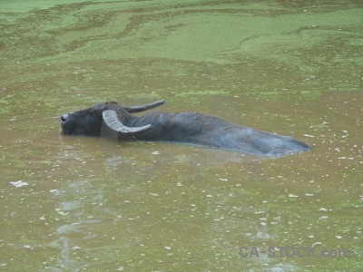Asia buffalo water wat pha luang ta bua animal.