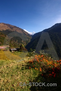Asia himalayan flower mountain annapurna sanctuary trek.