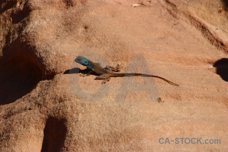 Asia lizard tail middle east petra.