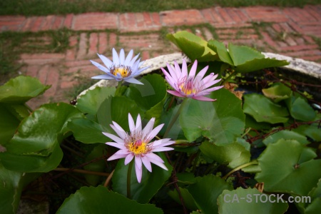 Ayutthaya lotus leaf flower asia.
