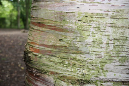 Bark texture green wood.