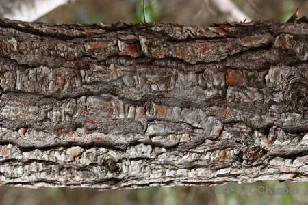 Bark texture wood.