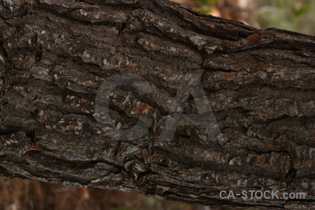 Bark wood texture.