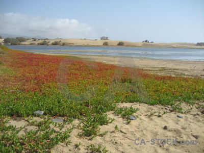 Beach landscape coast water plant.
