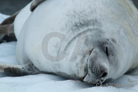 Bellingshausen sea antarctic peninsula antarctica cruise seal animal.