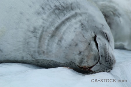 Bellingshausen sea seal animal south pole marguerite bay.