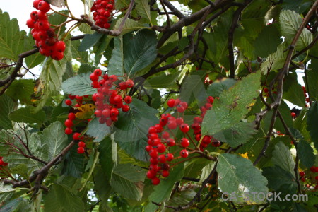 Berry leaf fruit food branch.