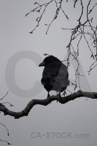 Bird animal crow gray.