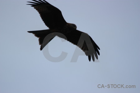 Bird animal flying sky.