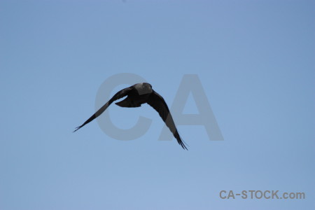 Bird animal flying sky jackdaw.