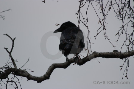Bird animal gray crow.