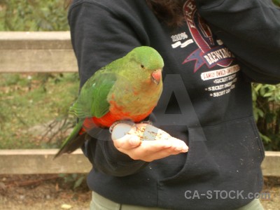 Bird animal green parrot.