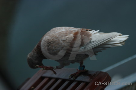 Bird animal pigeon dove.