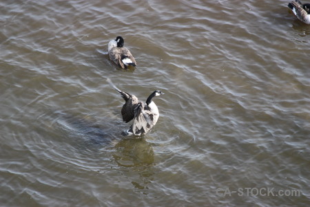 Bird animal pond water aquatic.