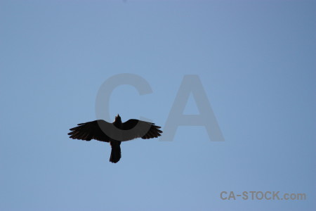 Bird animal sky flying jackdaw.