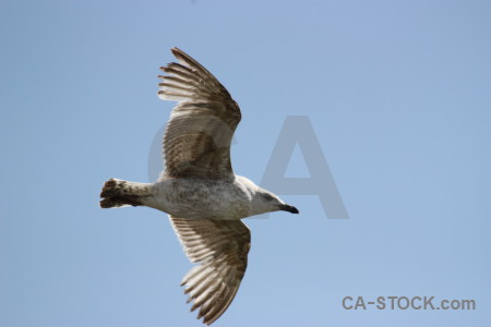 Bird animal sky seagull flying.