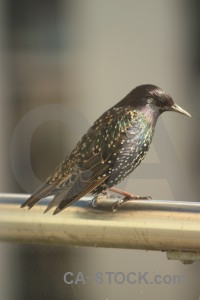 Bird animal starling.