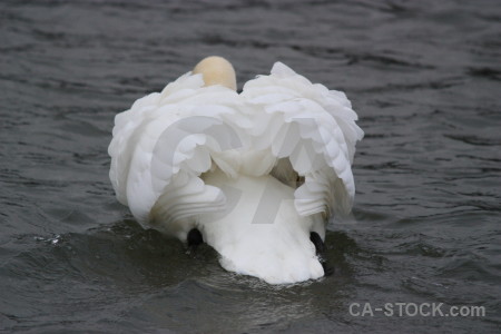 Bird animal swan water aquatic.