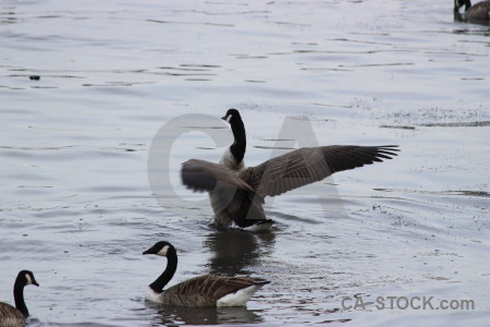 Bird aquatic pond water animal.