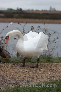 Bird aquatic swan pond water.