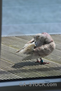 Bird dove animal pigeon.